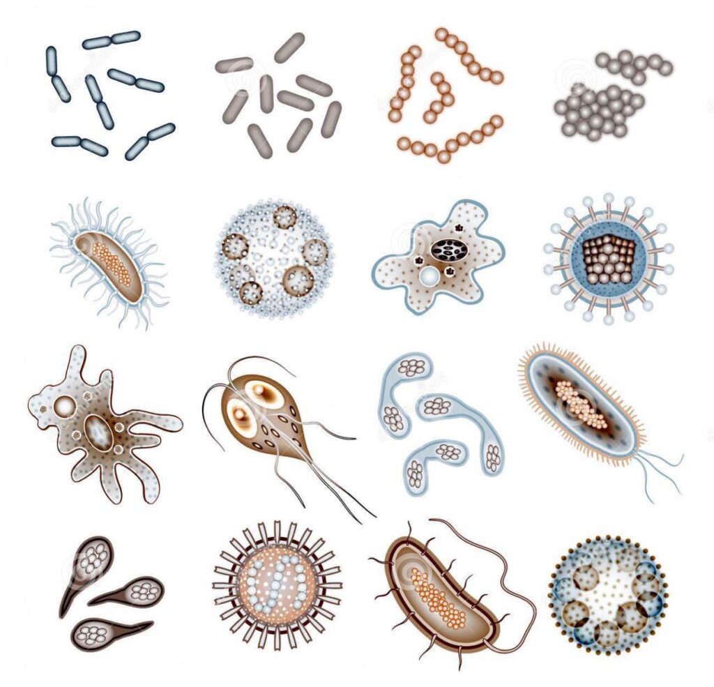 Hình ảnh các loại vi khuẩn trên sàn nhà