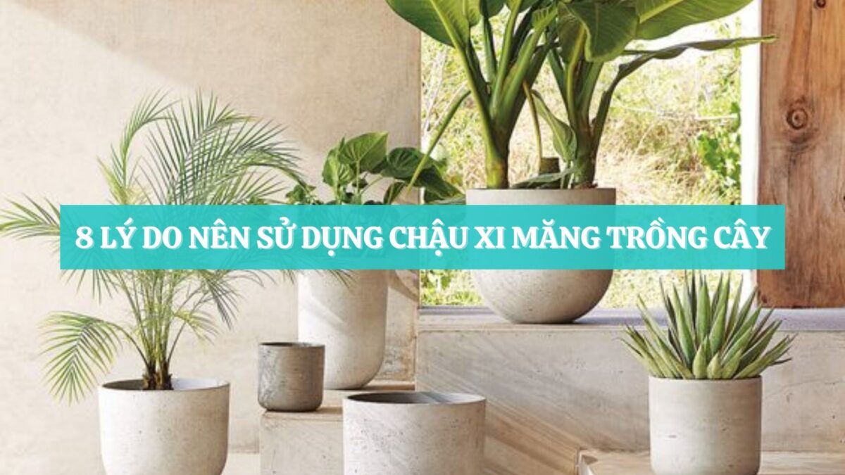 8 lý do nên sử dụng chậu xi măng trồng cây