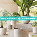 8 lý do nên sử dụng chậu xi măng trồng cây