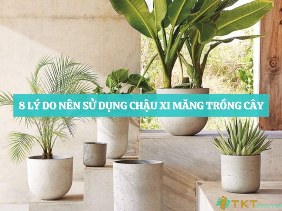 8 lý do nên sử dụng chậu xi măng trồng cây